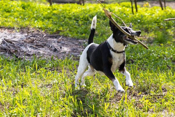 Origen del Fox terrier de pelo liso