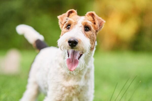 salud del Fox terrier de pelo liso