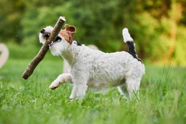 teoria 3 del Fox terrier de pelo liso