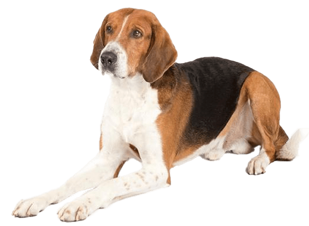Foxhound americano