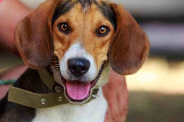 es el Foxhound americano un guardian