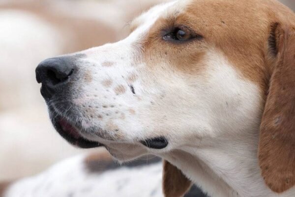 medidas del Foxhound americano