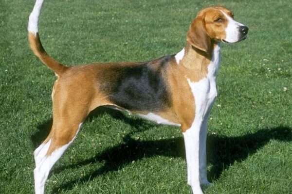 origen del Foxhound americano