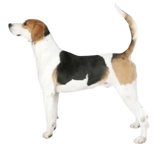 Foxhound inglés