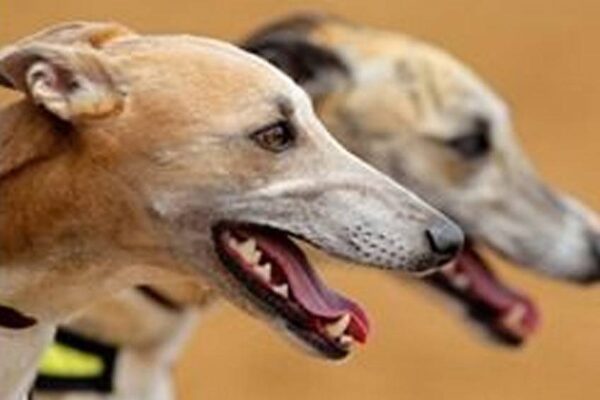 origen del Galgo australiano