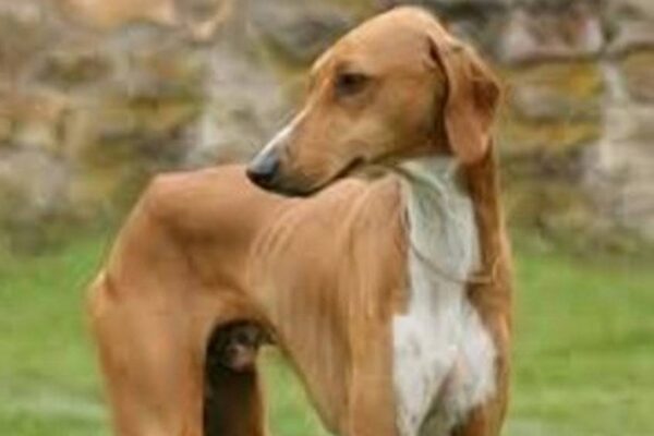 temperamento del Galgo australiano