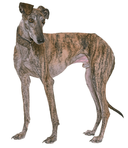 Galgo español