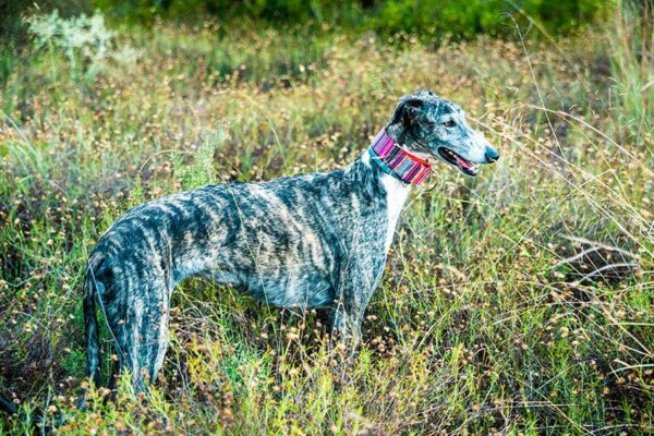 historia del galgo español