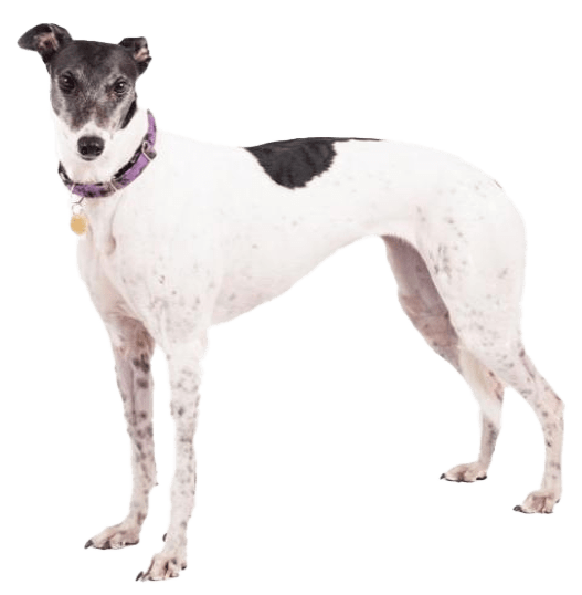 Galgo inglés