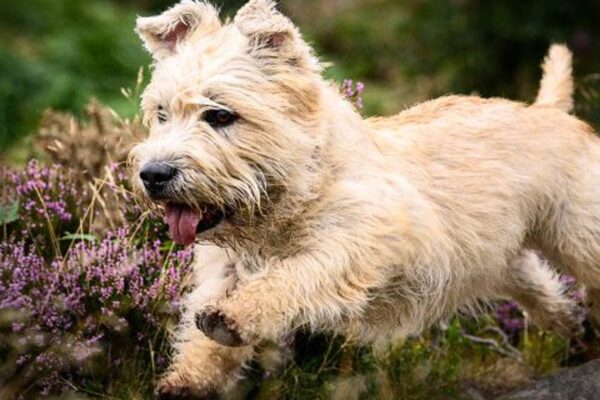 Glen of Imaal Terrier
