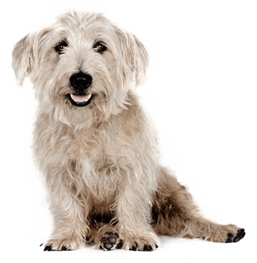 Glen of Imaal Terrier