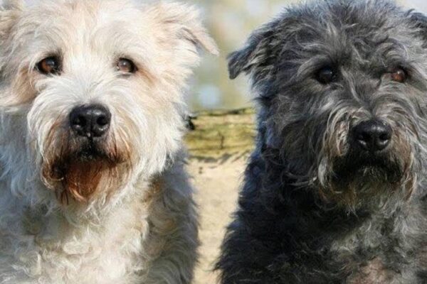 temperamento del Glen of Imaal Terrier