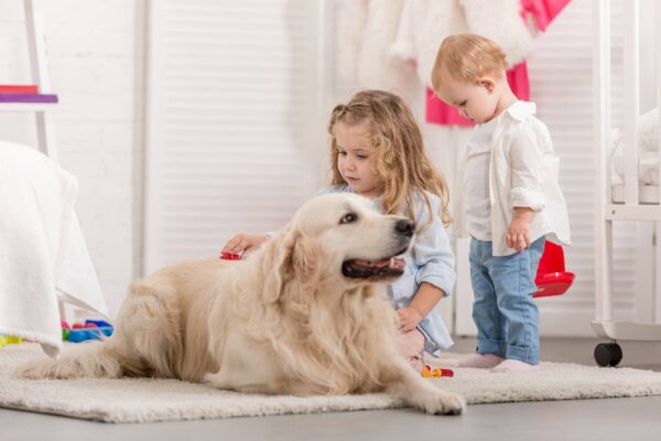 cuidados a tener para el golden retriever