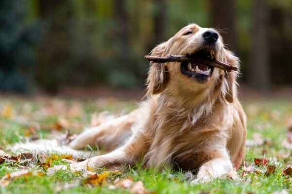 origen del golden retriever