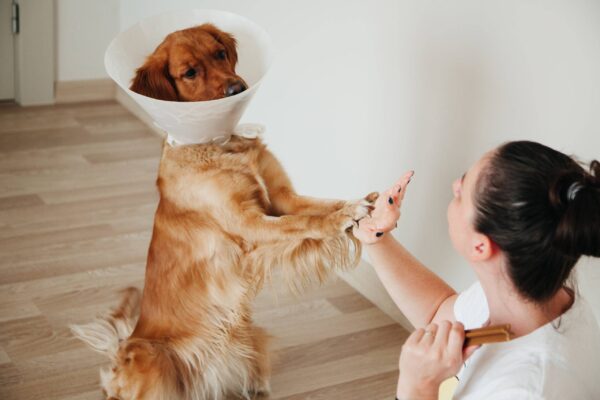 Salud del golden retriever