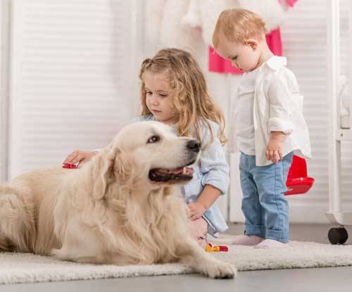 Golden Retriever