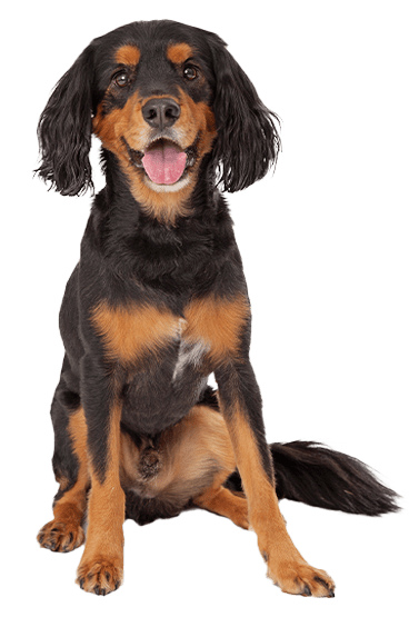 Gordon setter