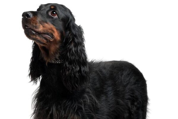 salud del Gordon setter