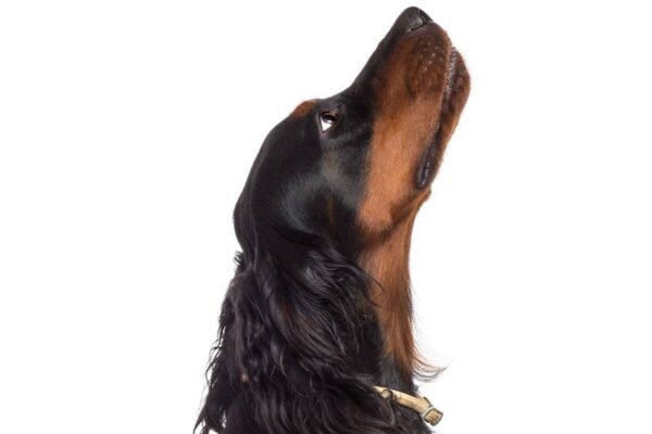 temperamento del Gordon setter