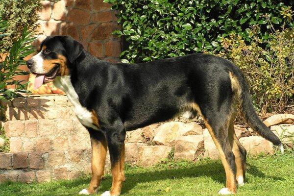 por que adoptar un Gran boyero suizo