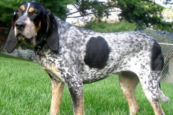 origen del Gran sabueso azul de Gascuña