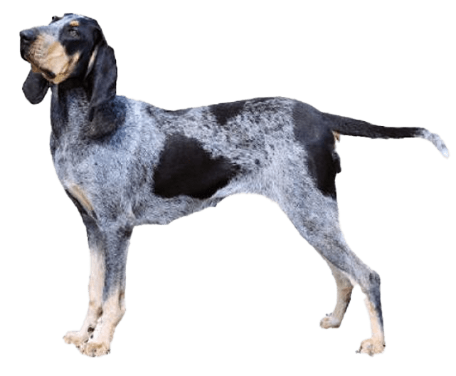 Gran sabueso azul de Gascuña