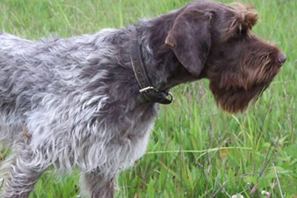 Cuidados del perro Grifón de pelo duro