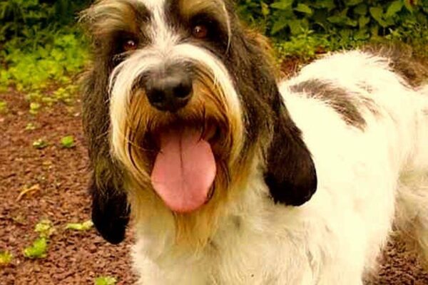Grifón vandeano basset pequeño