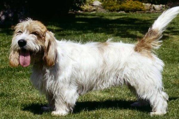 descripcion del Grifón vandeano basset pequeño