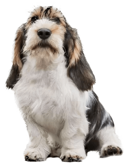 Grifón vandeano basset pequeño