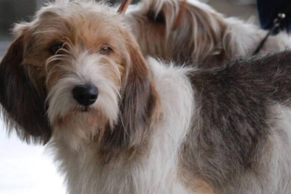 historia del Grifón vandeano basset pequeño