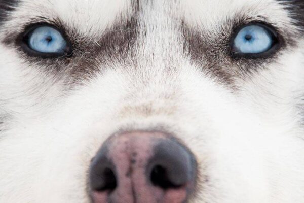 aspecto del Husky siberiano