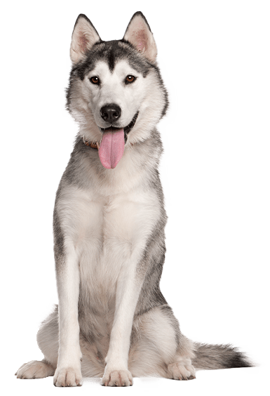 Husky siberiano