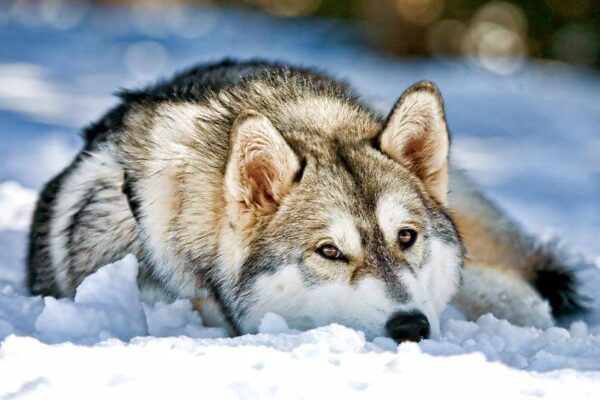 salud del Husky siberiano
