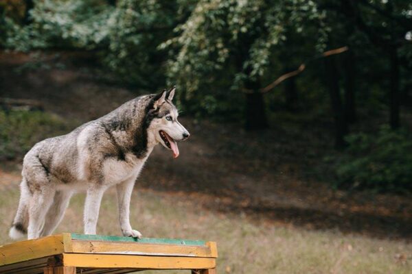 temperamento del Husky siberiano