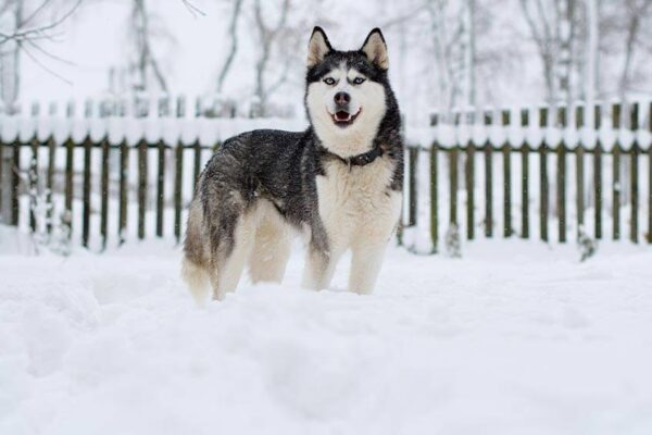 condiciones de vida del Husky siberiano