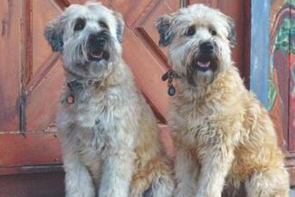 salud del Irish soft coated wheaten terrier