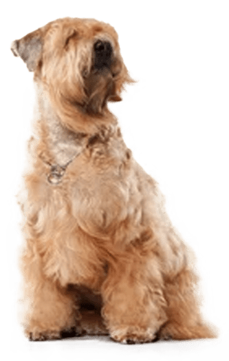 Irish soft coated wheaten terrier