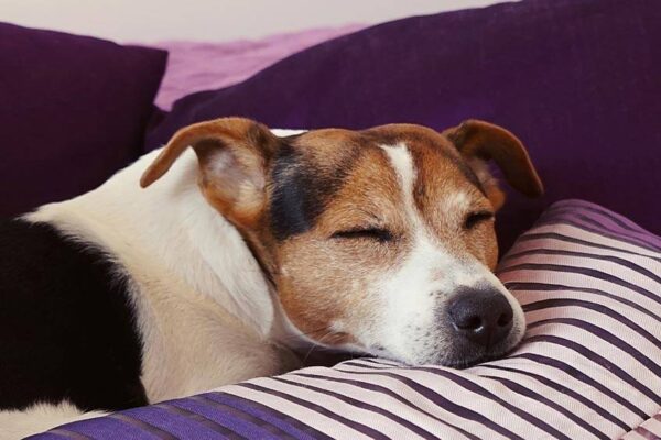 Jack Russell terrier