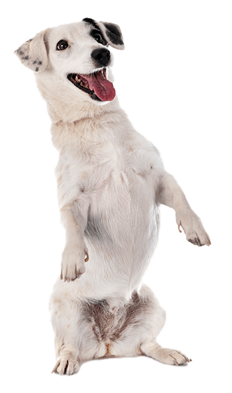 Jack Russell terrier