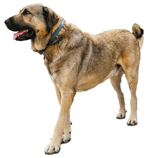 Kangal