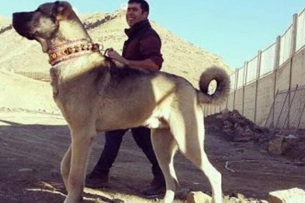 Origen de la raza Kangal