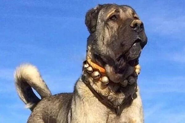 Problemas de salud de los Kangal