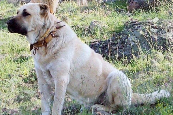 Temperamento de un Kangal