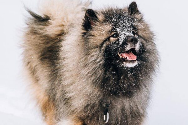 entrenar un Keeshond