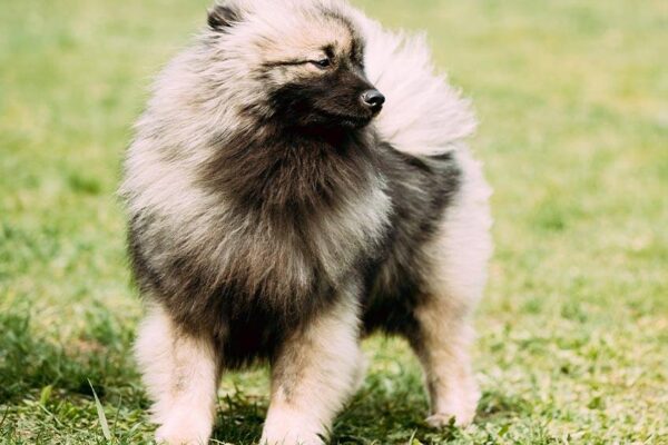 salud de un Keeshond