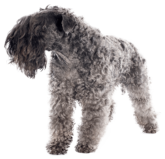 Kerry blue terrier