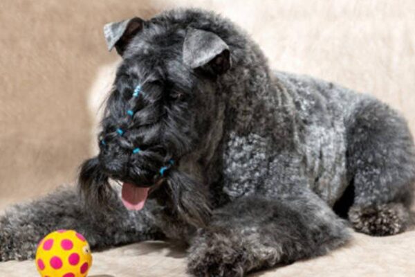 origenes del Kerry blue terrier