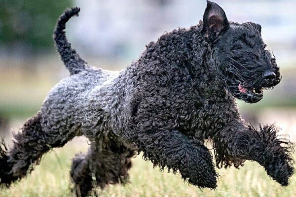 temperamento del Kerry blue terrier