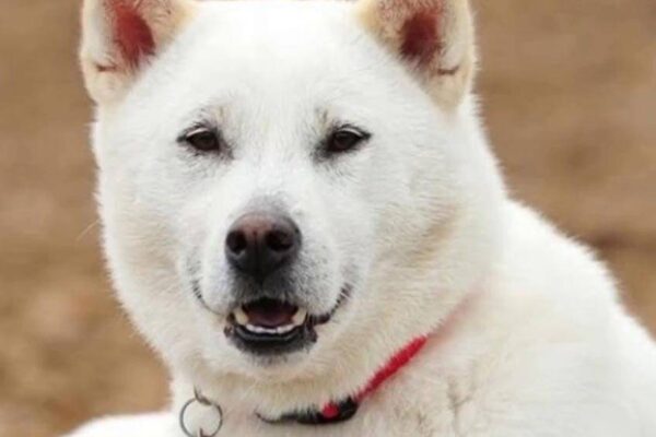 Kishu